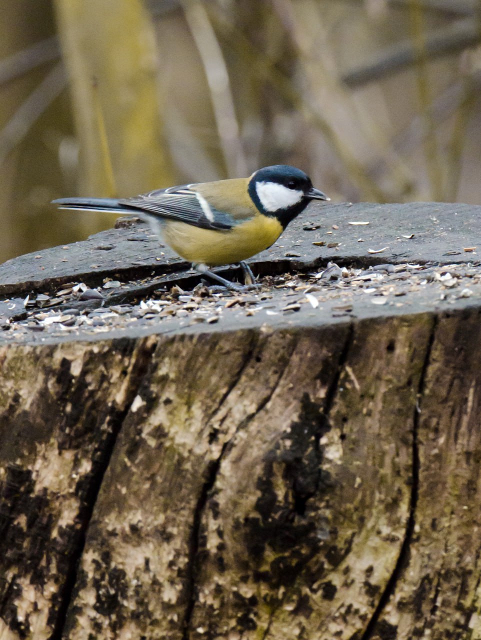 Привет из Железногорска от Константина Ларина: «Несмотря на серые ненастные дни, представители лесной фауны готовятся к зиме- птицы добывают пропитание, белки обустраивают жилища, используя подручные стройматериалы» Привет из Железногорска от Константина Ларина: «Несмотря на серые ненастные дни, представители лесной фауны готовятся к зиме- птицы добывают пропитание, белки обустраивают жилища, используя подручные стройматериалы»