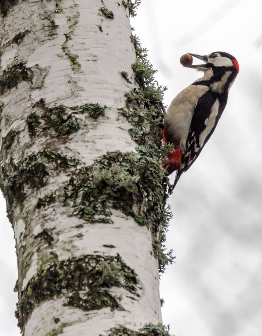 Привет из Железногорска от Константина Ларина: «Несмотря на серые ненастные дни, представители лесной фауны готовятся к зиме- птицы добывают пропитание, белки обустраивают жилища, используя подручные стройматериалы» Привет из Железногорска от Константина Ларина: «Несмотря на серые ненастные дни, представители лесной фауны готовятся к зиме- птицы добывают пропитание, белки обустраивают жилища, используя подручные стройматериалы»