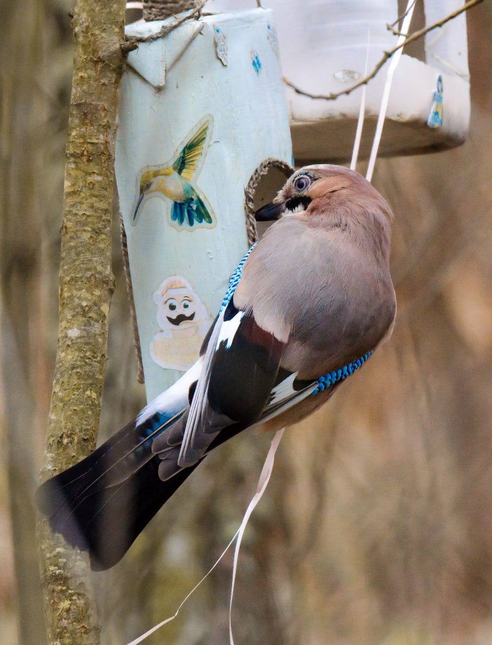 Привет из Железногорска от Константина Ларина: «Несмотря на серые ненастные дни, представители лесной фауны готовятся к зиме- птицы добывают пропитание, белки обустраивают жилища, используя подручные стройматериалы» Привет из Железногорска от Константина Ларина: «Несмотря на серые ненастные дни, представители лесной фауны готовятся к зиме- птицы добывают пропитание, белки обустраивают жилища, используя подручные стройматериалы»