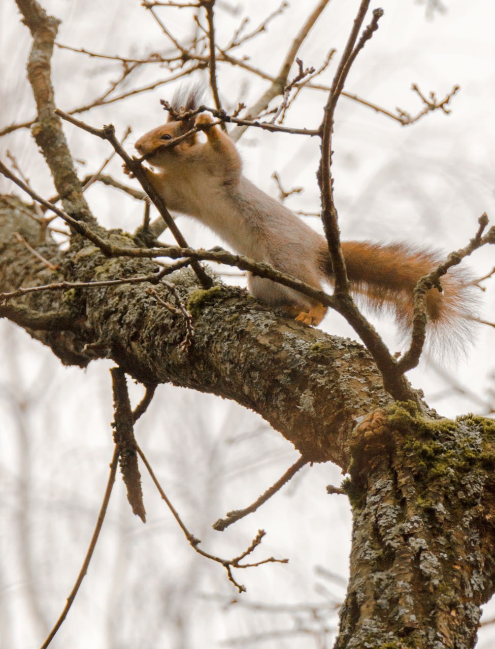 Привет из Железногорска от Константина Ларина: «Несмотря на серые ненастные дни, представители лесной фауны готовятся к зиме- птицы добывают пропитание, белки обустраивают жилища, используя подручные стройматериалы» Привет из Железногорска от Константина Ларина: «Несмотря на серые ненастные дни, представители лесной фауны готовятся к зиме- птицы добывают пропитание, белки обустраивают жилища, используя подручные стройматериалы»