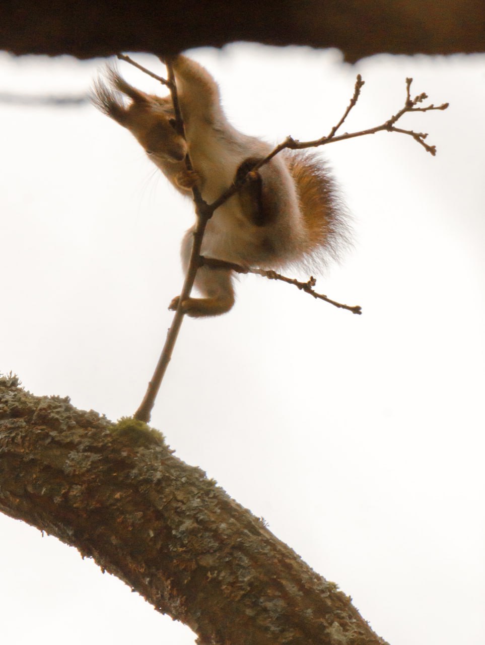 Привет из Железногорска от Константина Ларина: «Несмотря на серые ненастные дни, представители лесной фауны готовятся к зиме- птицы добывают пропитание, белки обустраивают жилища, используя подручные стройматериалы» Привет из Железногорска от Константина Ларина: «Несмотря на серые ненастные дни, представители лесной фауны готовятся к зиме- птицы добывают пропитание, белки обустраивают жилища, используя подручные стройматериалы»