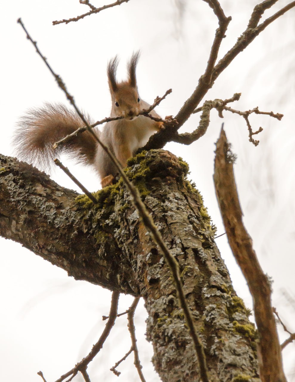 Привет из Железногорска от Константина Ларина: «Несмотря на серые ненастные дни, представители лесной фауны готовятся к зиме- птицы добывают пропитание, белки обустраивают жилища, используя подручные стройматериалы» Привет из Железногорска от Константина Ларина: «Несмотря на серые ненастные дни, представители лесной фауны готовятся к зиме- птицы добывают пропитание, белки обустраивают жилища, используя подручные стройматериалы»