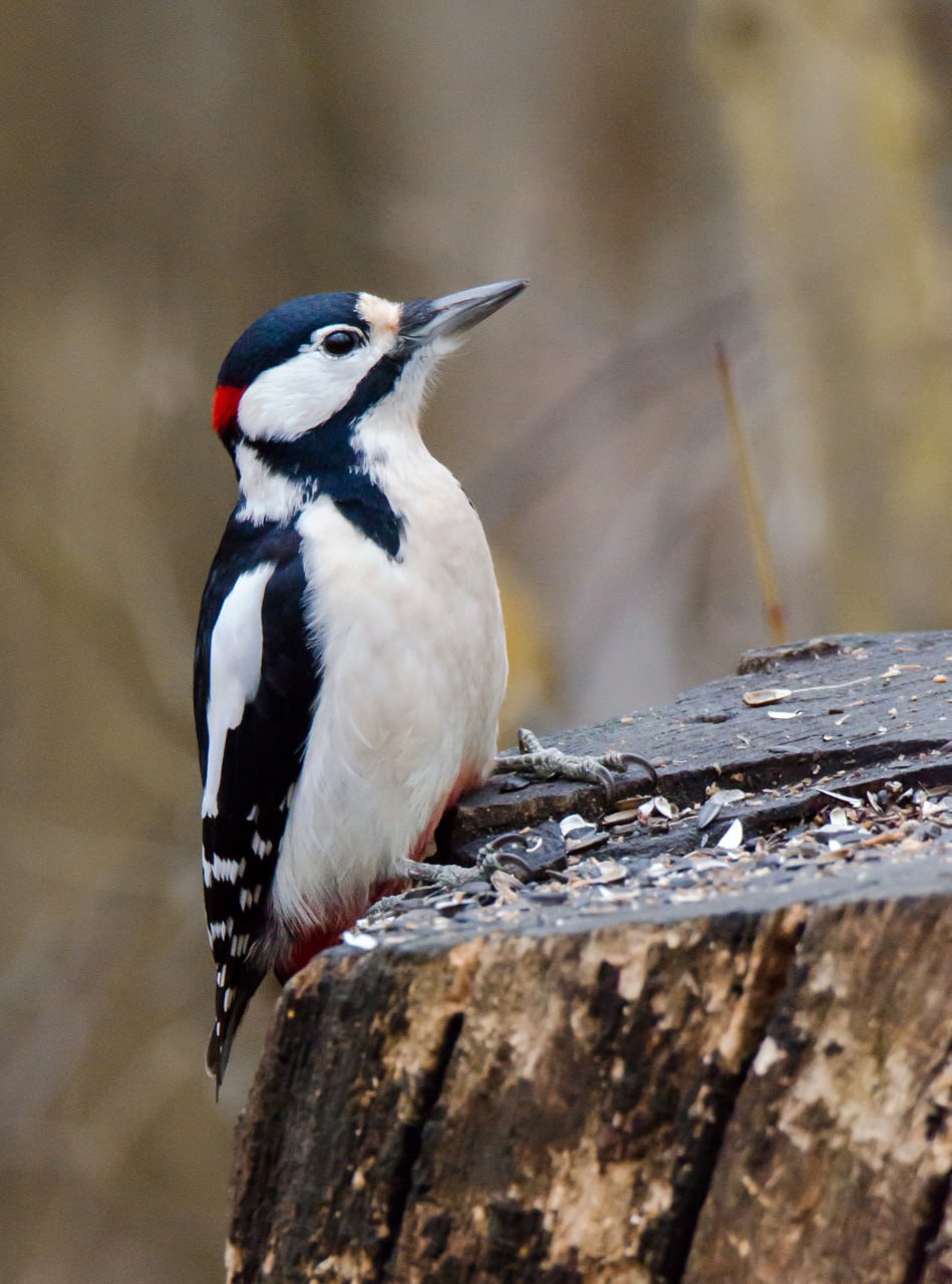 Привет из Железногорска от Константина Ларина: «Несмотря на серые ненастные дни, представители лесной фауны готовятся к зиме- птицы добывают пропитание, белки обустраивают жилища, используя подручные стройматериалы»