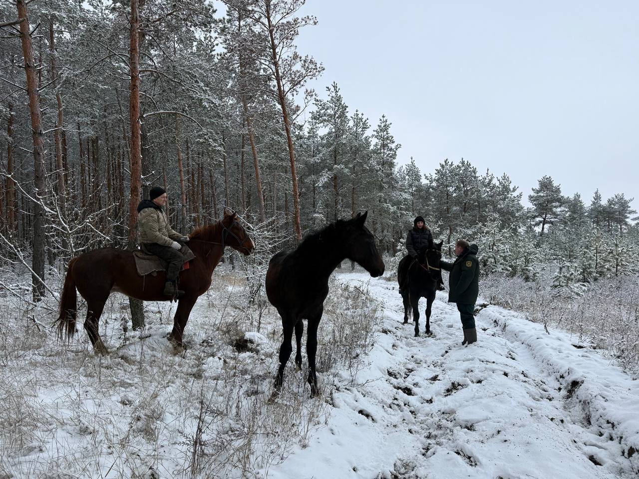 Ущерб от незаконной вырубки курских лесов превысил 32 млн рублей