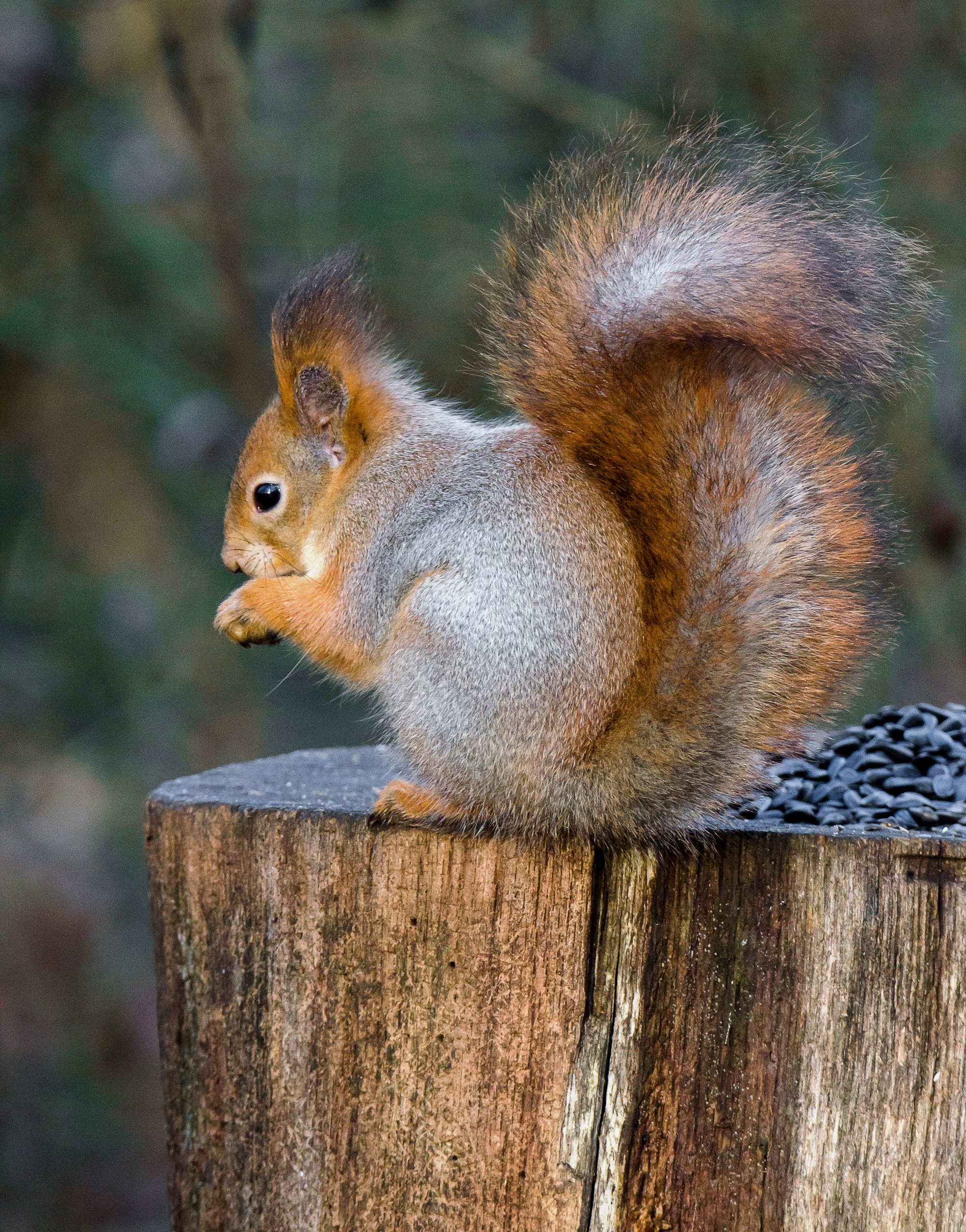 Доброе утро! Замечательные белочки в Железногорске от Константина Ларина Доброе утро! Замечательные белочки в Железногорске от Константина Ларина