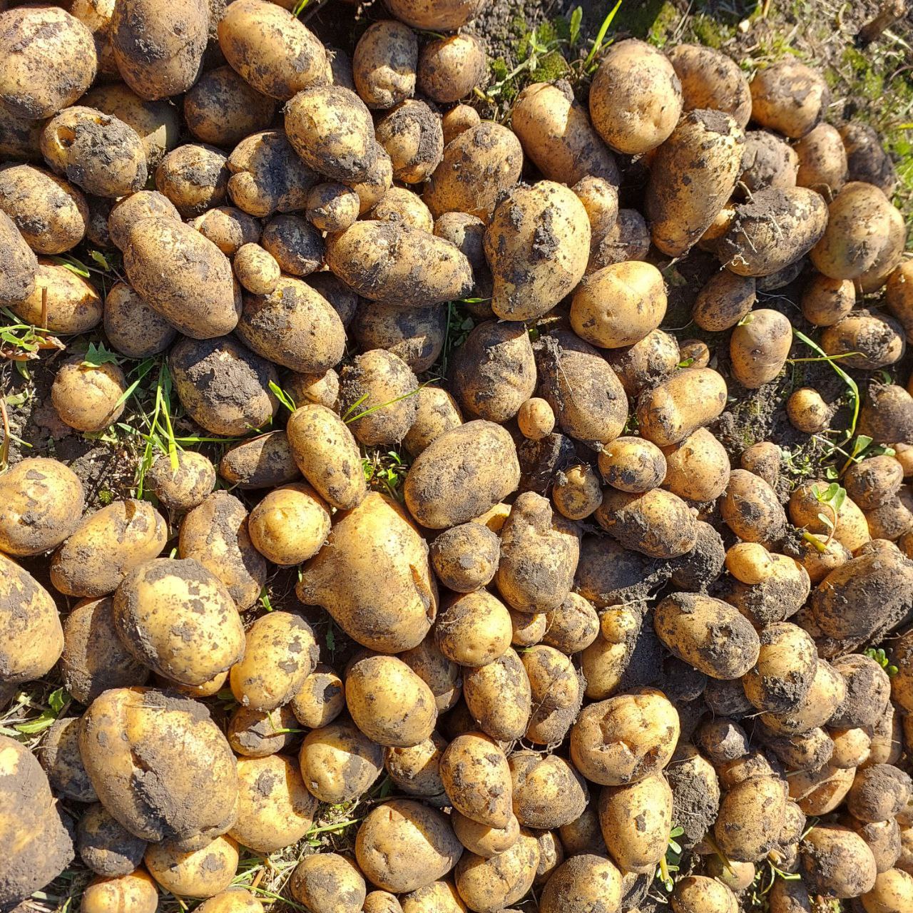 В Курской области подорожали картофель и огурцы