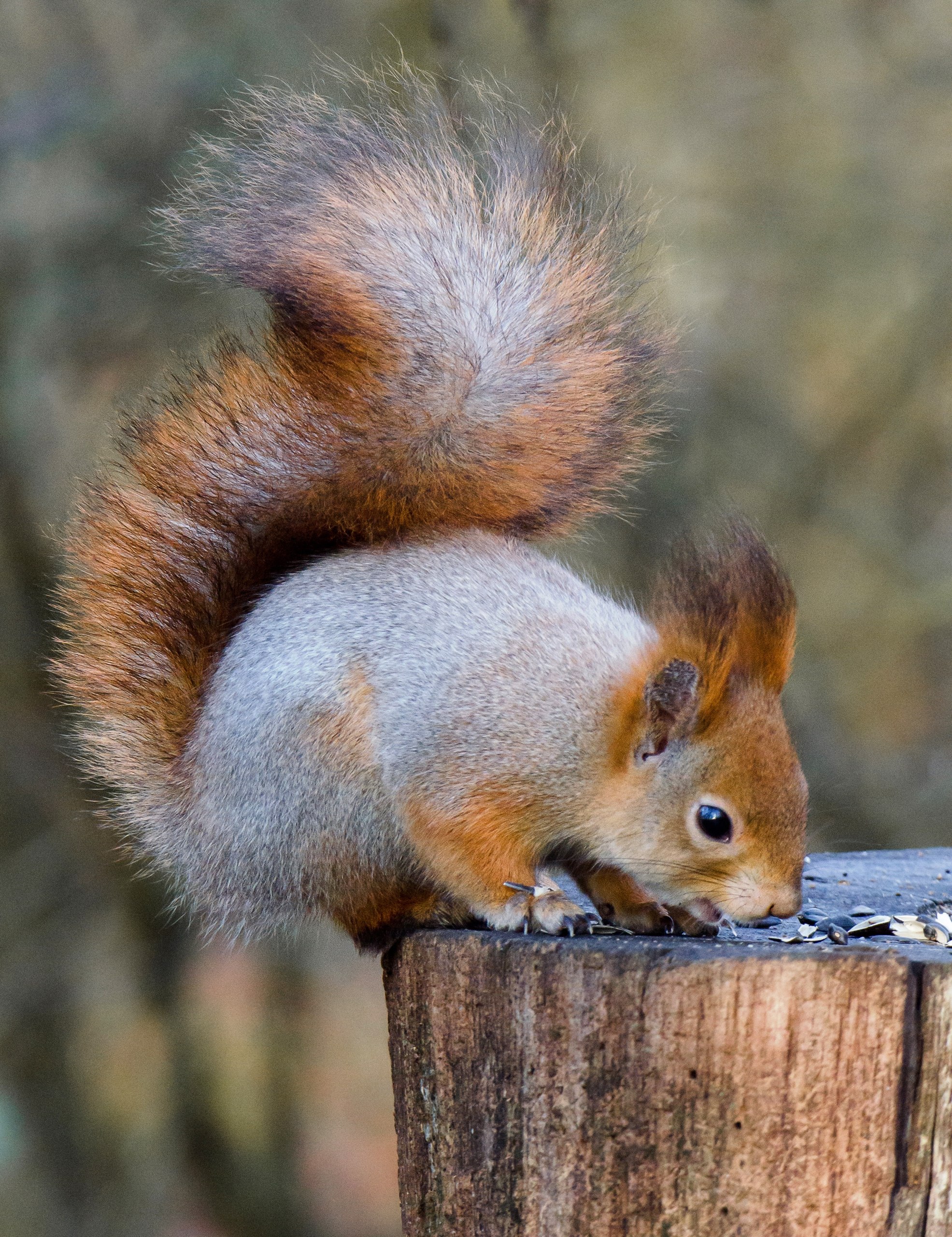 Доброе утро! Замечательные белочки в Железногорске от Константина Ларина Доброе утро! Замечательные белочки в Железногорске от Константина Ларина