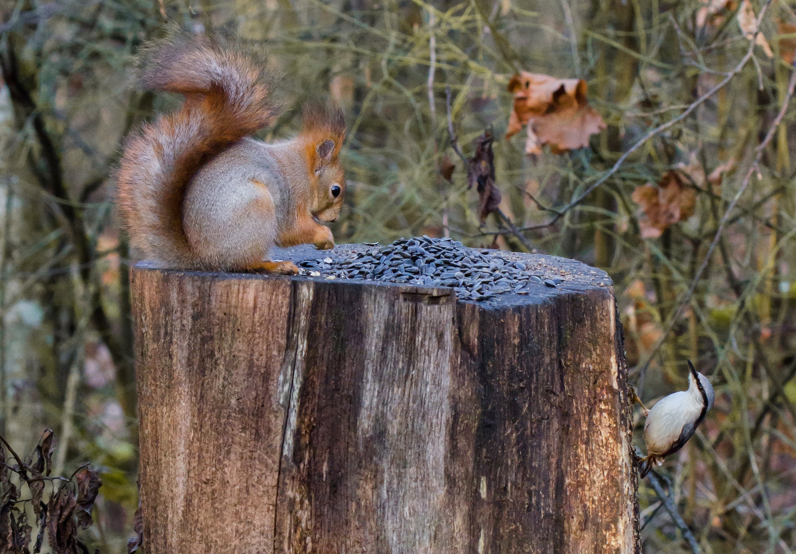 Доброе утро! Замечательные белочки в Железногорске от Константина Ларина Доброе утро! Замечательные белочки в Железногорске от Константина Ларина