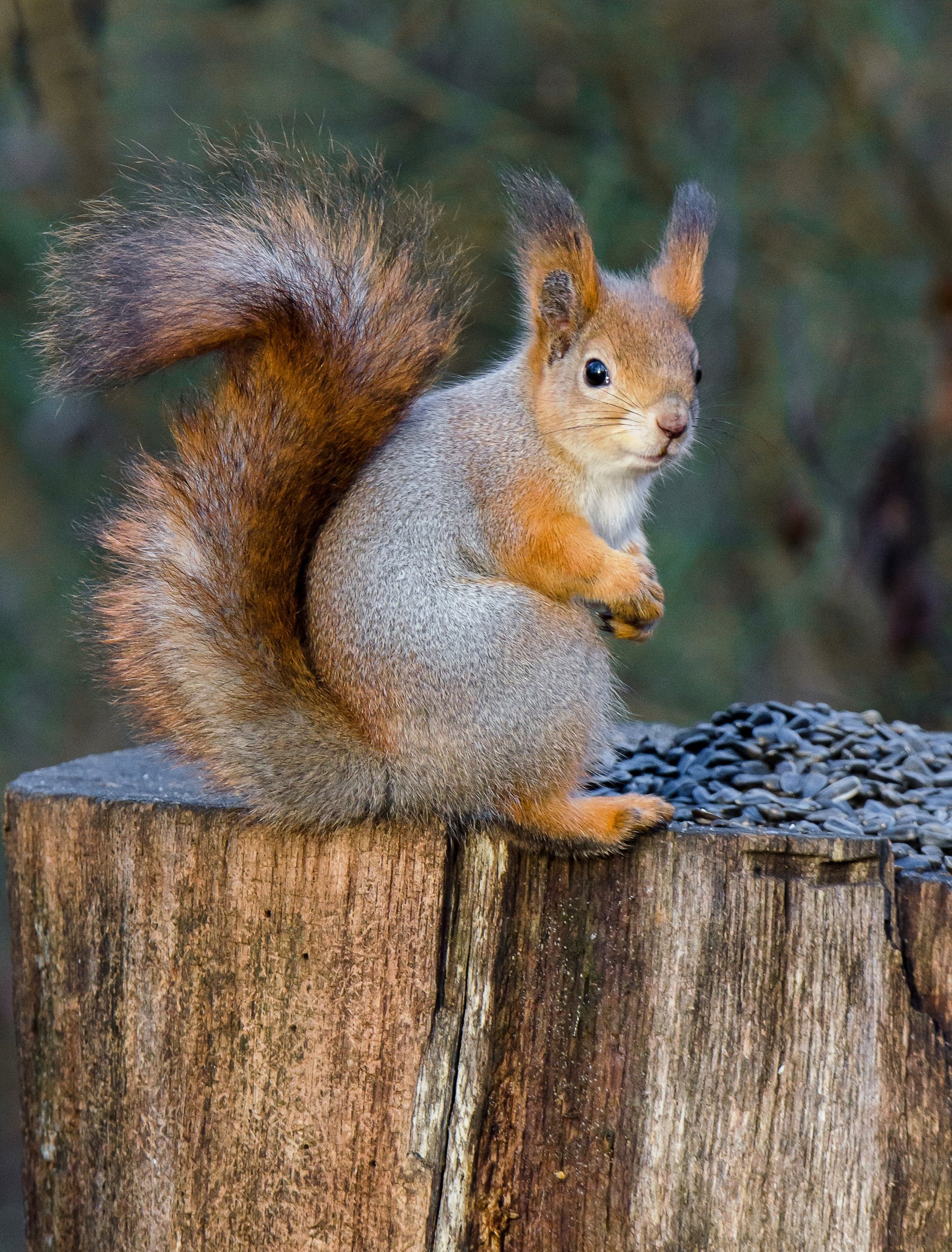 Доброе утро! Замечательные белочки в Железногорске от Константина Ларина Доброе утро! Замечательные белочки в Железногорске от Константина Ларина