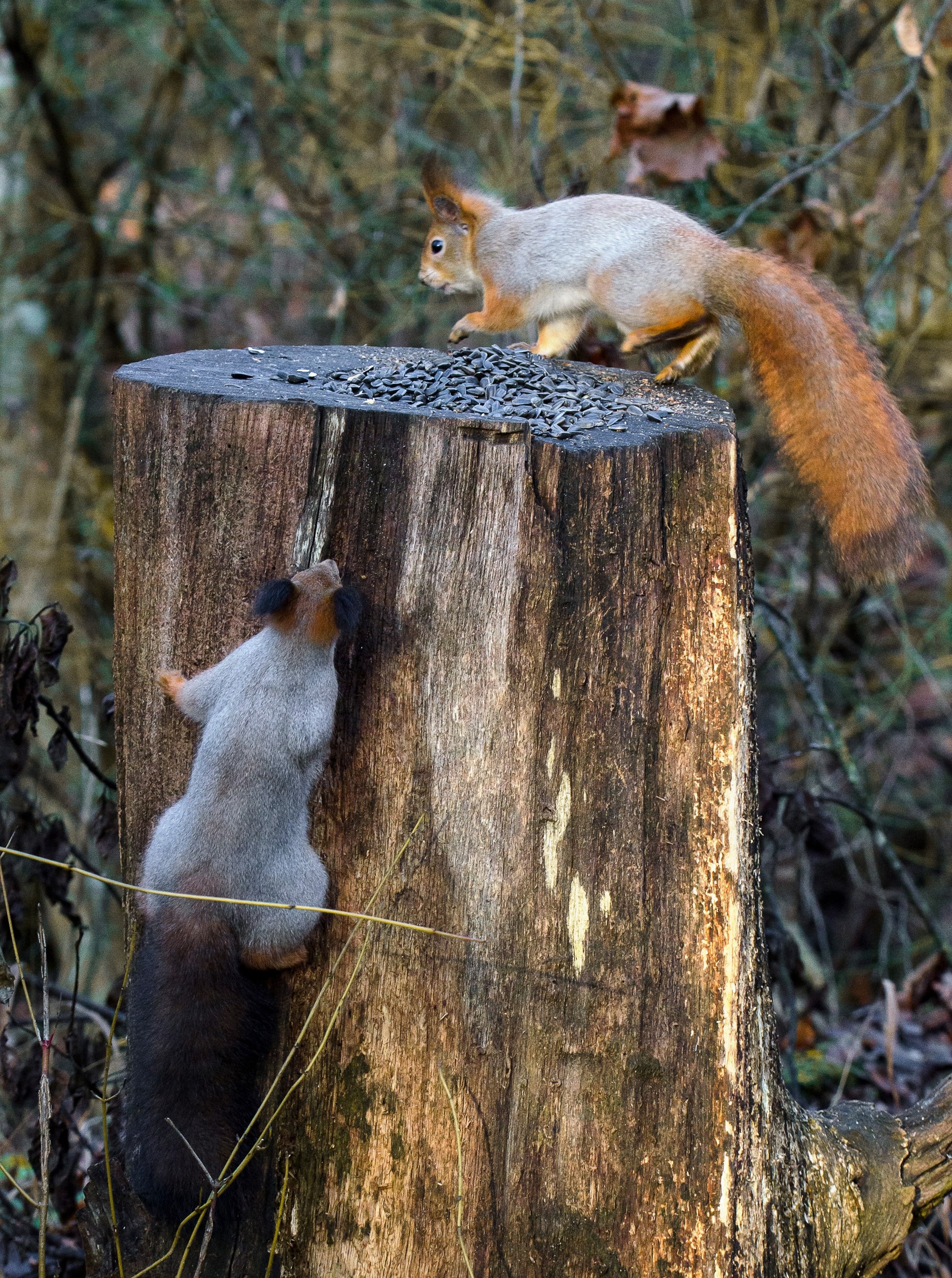 Доброе утро! Замечательные белочки в Железногорске от Константина Ларина Доброе утро! Замечательные белочки в Железногорске от Константина Ларина