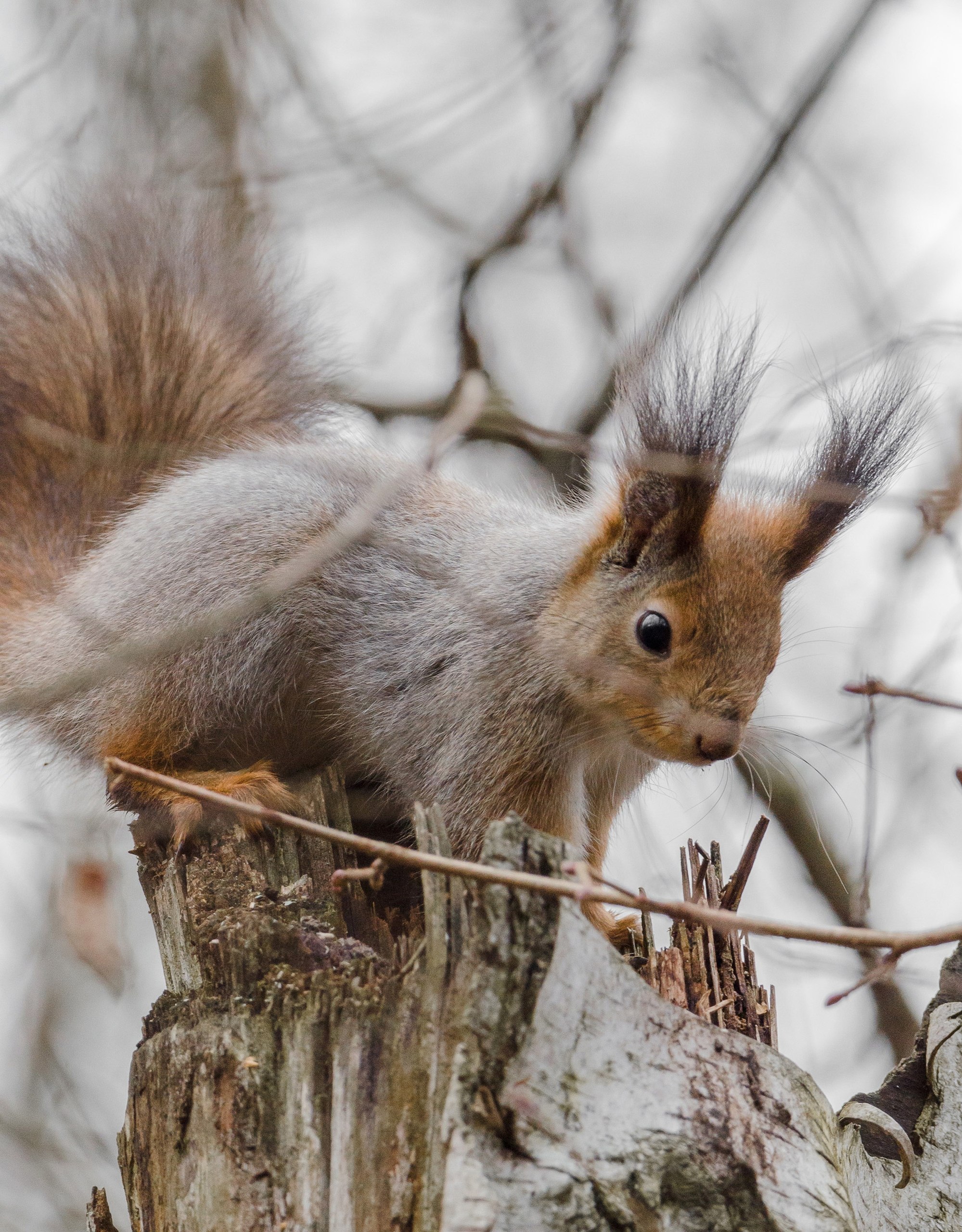 Доброе утро! Замечательные белочки в Железногорске от Константина Ларина