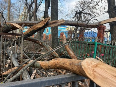 Порывистый ветер, скорость которого доходила до 20 м/с, повалил десятки старых деревьев на Никитском кладбище в Курске