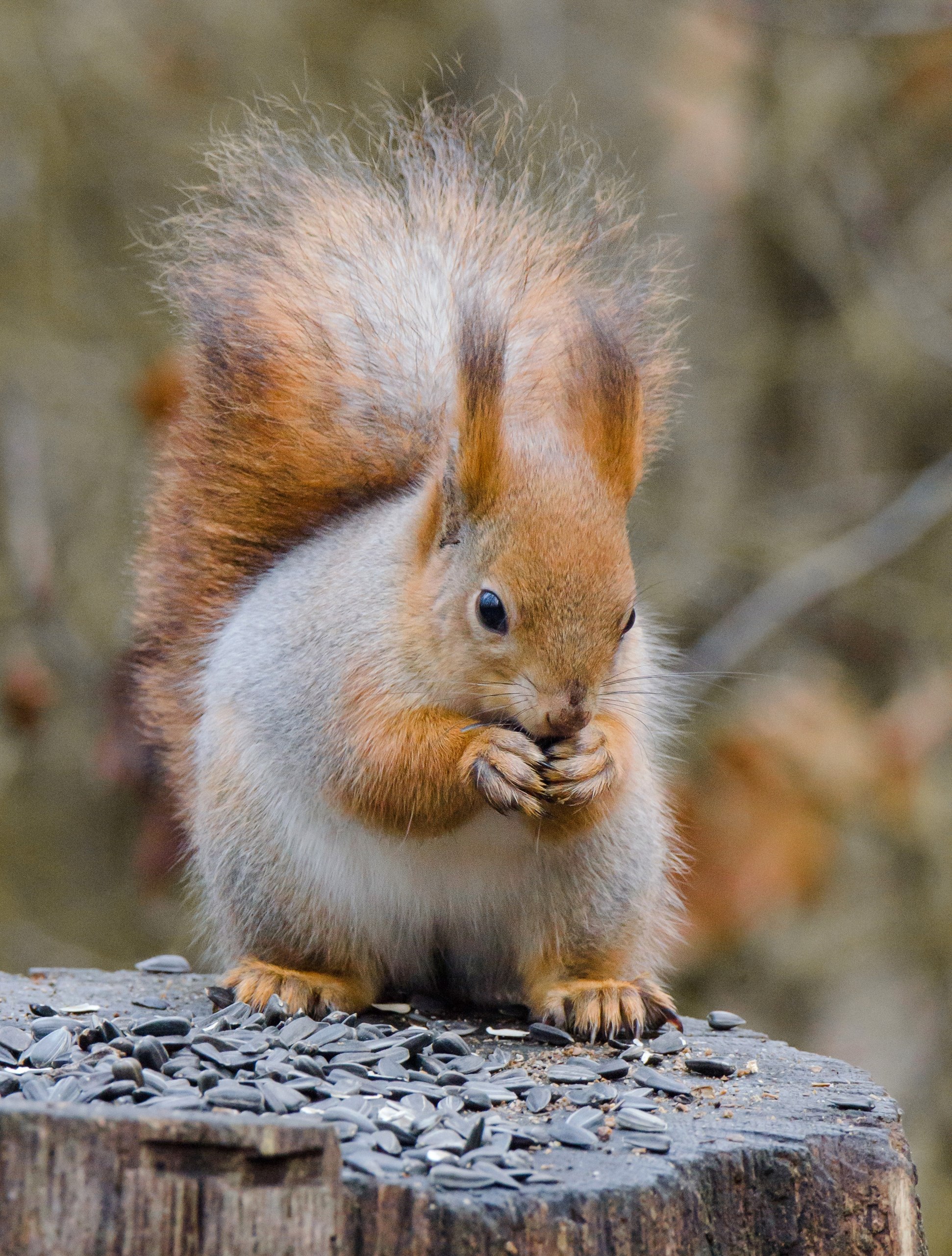Доброе утро! Замечательные белочки в Железногорске от Константина Ларина Доброе утро! Замечательные белочки в Железногорске от Константина Ларина