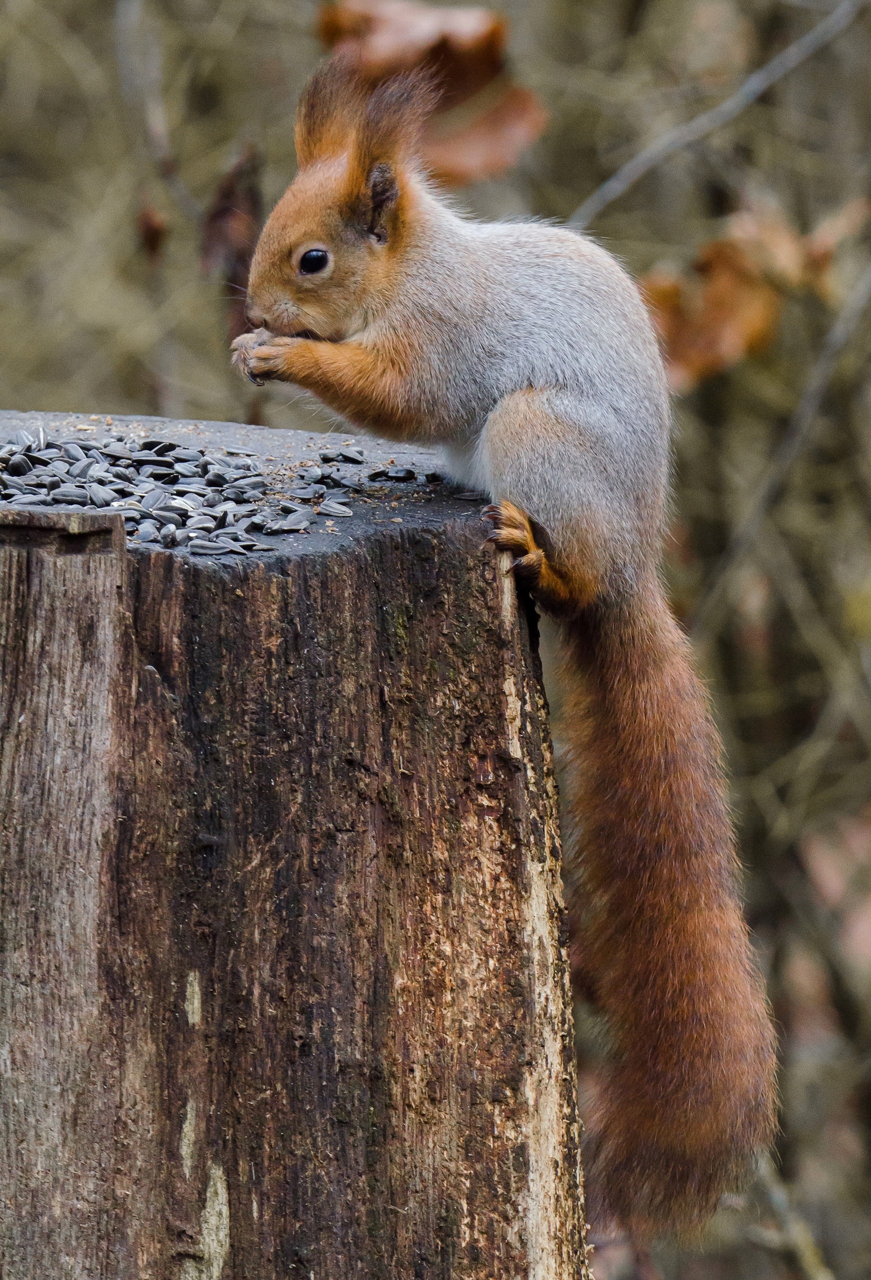 Доброе утро! Замечательные белочки в Железногорске от Константина Ларина Доброе утро! Замечательные белочки в Железногорске от Константина Ларина
