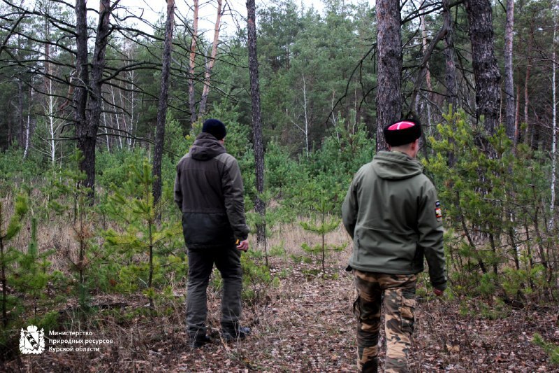 Минприроды Курской области продолжает охрану хвойных насаждений в предновогодний период Минприроды Курской области продолжает охрану хвойных насаждений в предновогодний период