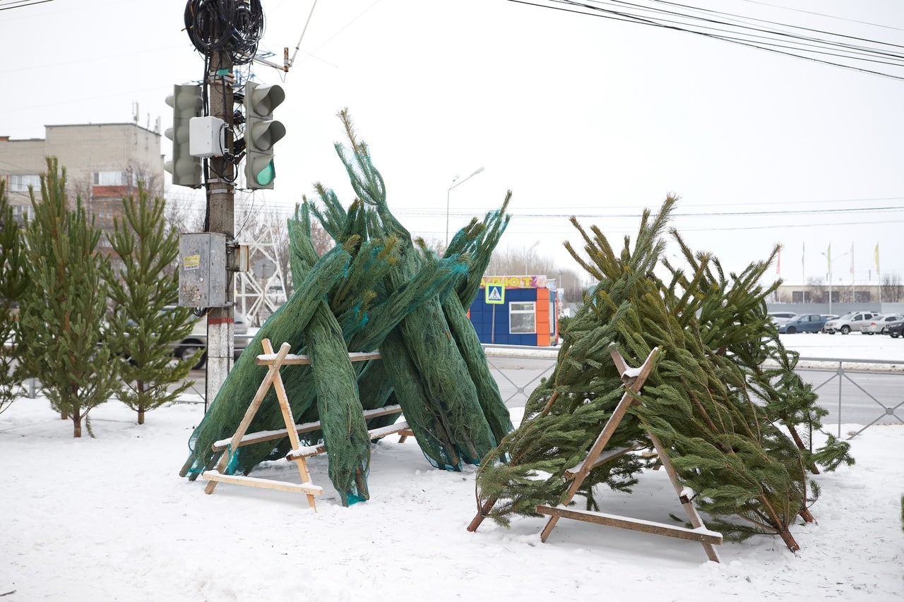 Елочные базары в Курске откроются 20 декабря