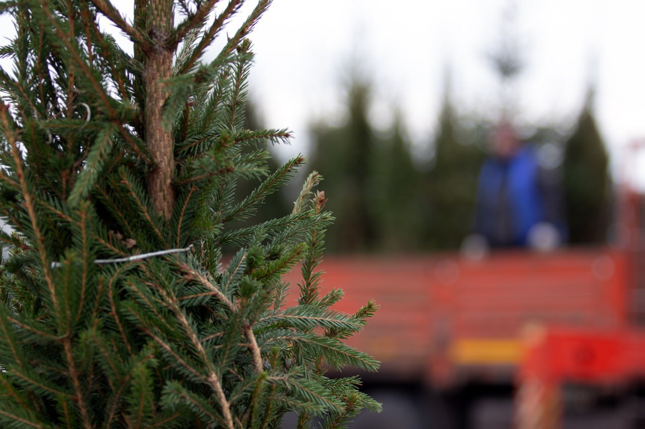 В Курске елочные базары начнут работу с 20 декабря