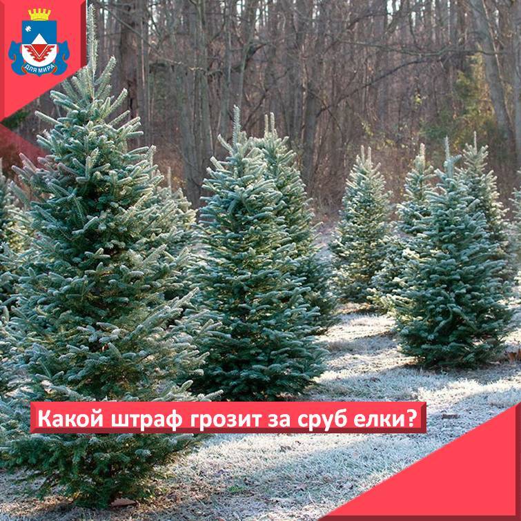 С 19 декабря 2025 года на территории города Железногорска открываются ёлочные базары