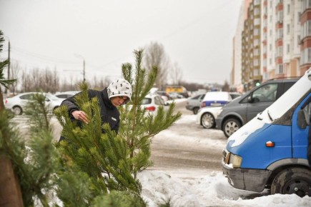 Скоро начнут свою работу традиционные елочные базары, где вы сможете приобрести настоящие елочки