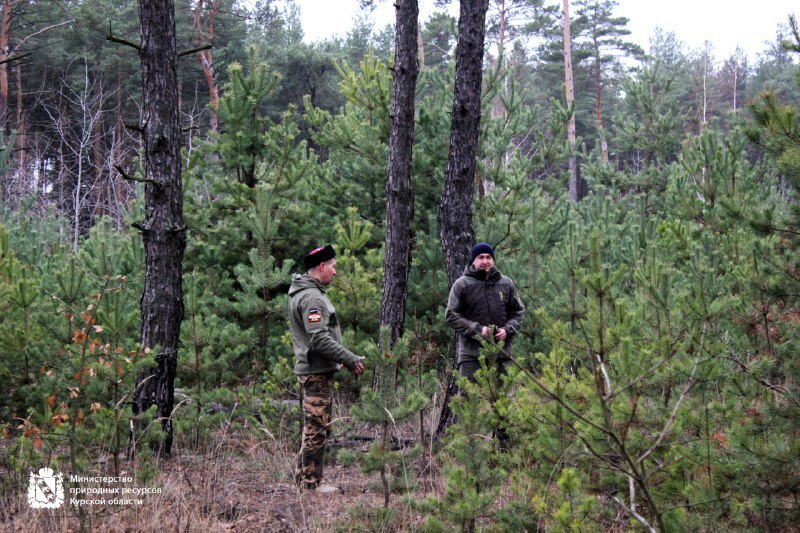 Минприроды Курской области продолжает охрану хвойных насаждений в предновогодний период Минприроды Курской области продолжает охрану хвойных насаждений в предновогодний период