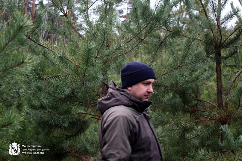 Минприроды Курской области продолжает охрану хвойных насаждений в предновогодний период Минприроды Курской области продолжает охрану хвойных насаждений в предновогодний период