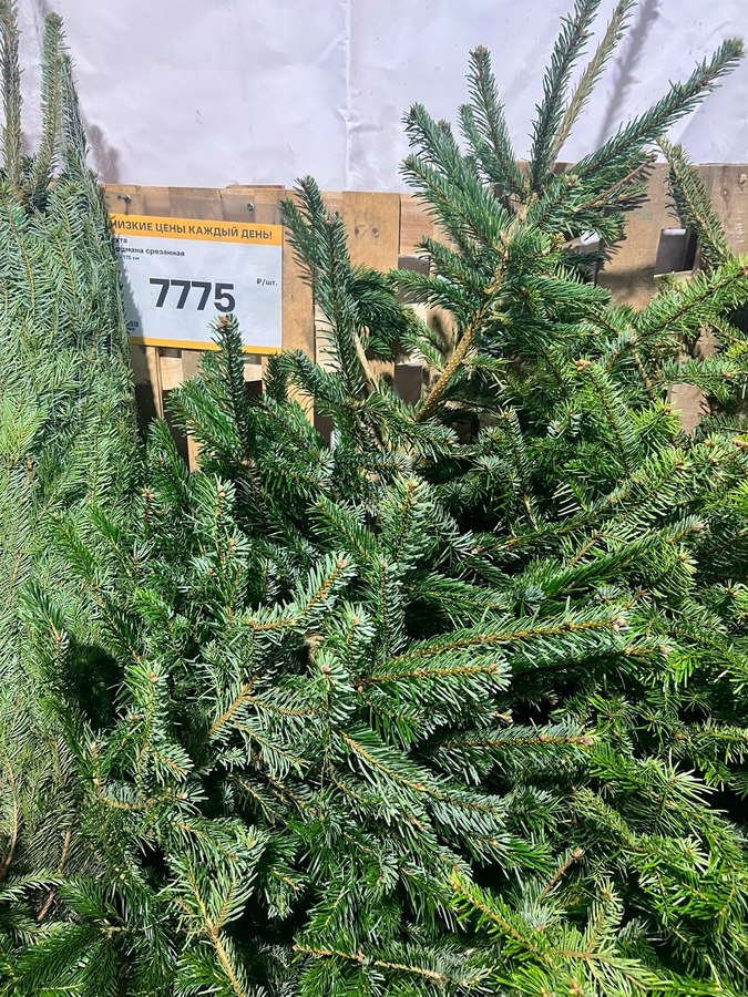 На 20 декабря назначено открытие елочных базаров в Курске