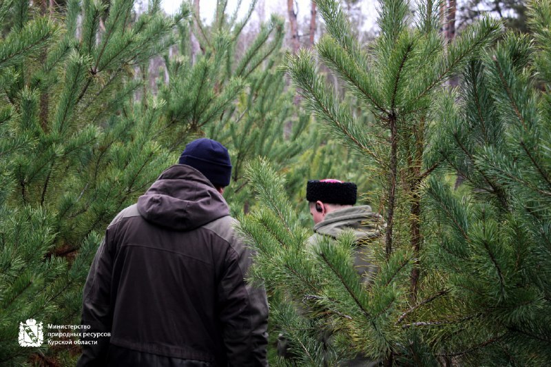 Минприроды Курской области продолжает охрану хвойных насаждений в предновогодний период Минприроды Курской области продолжает охрану хвойных насаждений в предновогодний период