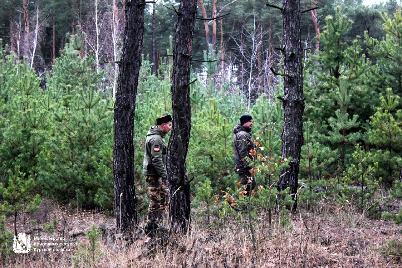 Минприроды Курской области продолжает охрану хвойных насаждений в предновогодний период Минприроды Курской области продолжает охрану хвойных насаждений в предновогодний период