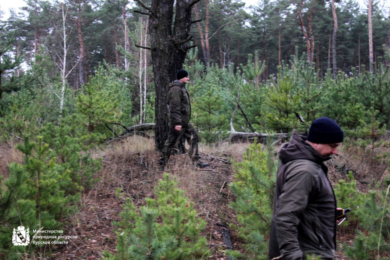 Минприроды Курской области продолжает охрану хвойных насаждений в предновогодний период