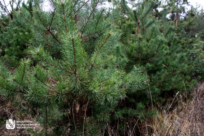 Минприроды Курской области продолжает охрану хвойных насаждений в предновогодний период Минприроды Курской области продолжает охрану хвойных насаждений в предновогодний период