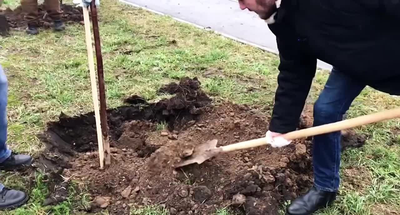 В Курске на улице Бойцов 9-й Дивизии единороссы высадили 97 лип