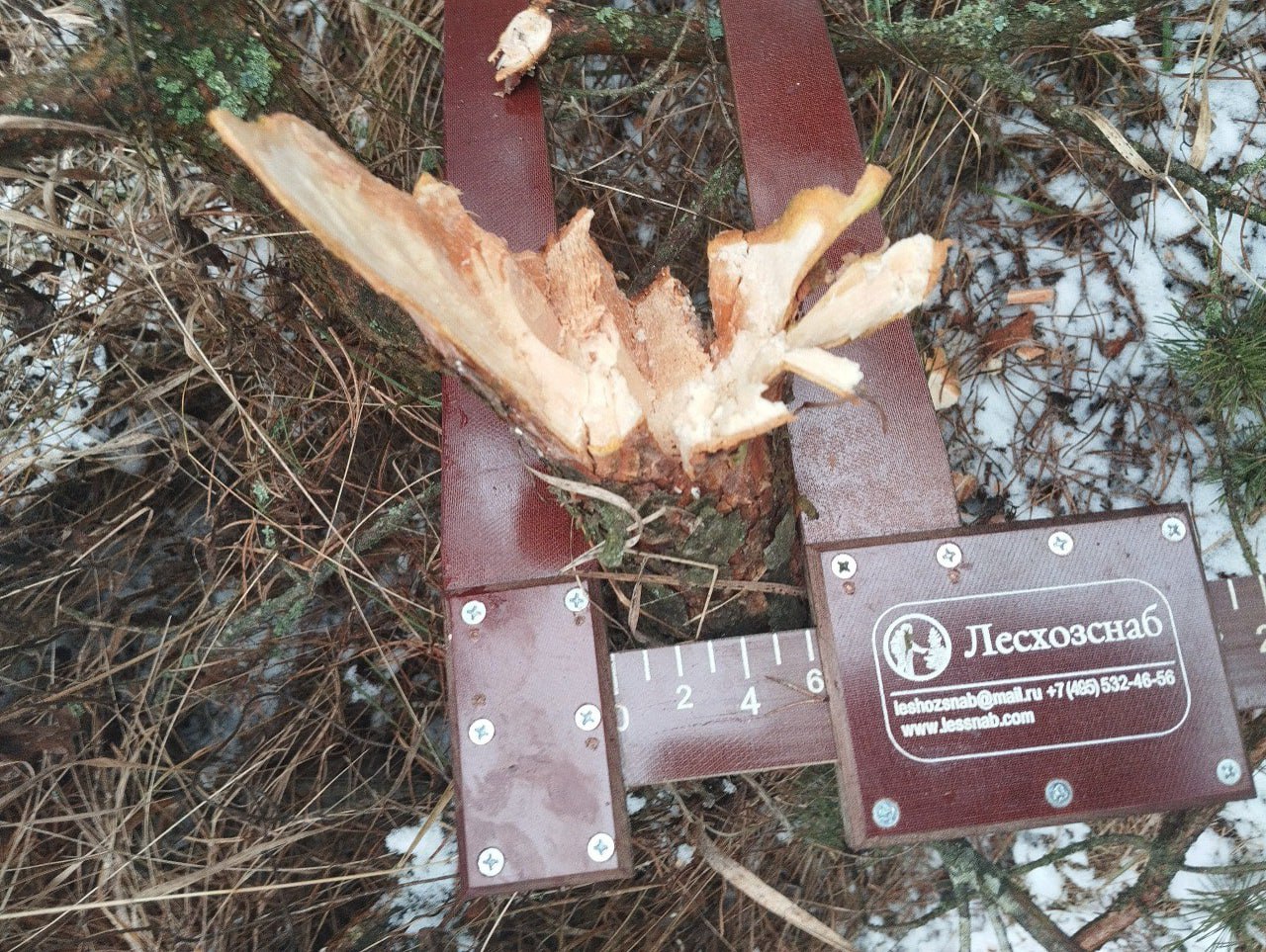 В Курской области поймали мужчину за незаконную рубку двух сосен