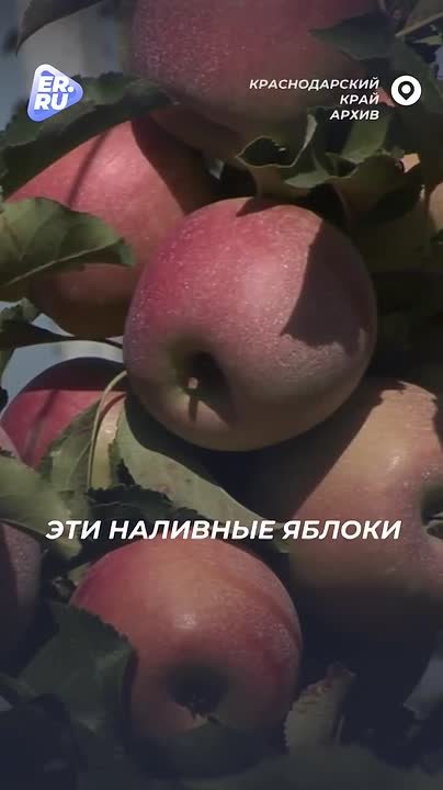 Аграрии отправили в Курскую и Белгородскую области более 20 тонн продуктов