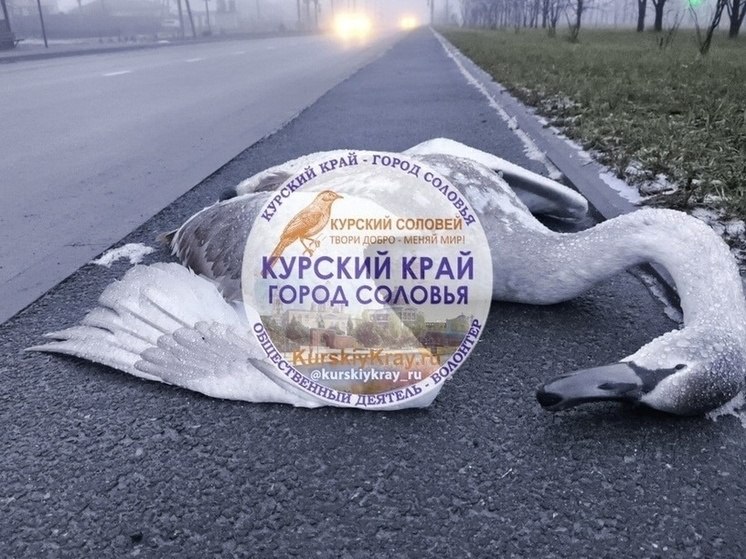 В Курске на улице Просторной нашли мёртвого лебедя со следами крови
