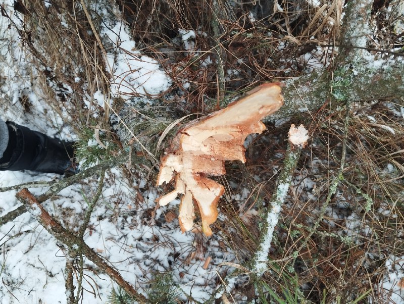 В Курской области поймали мужчину за незаконную рубку двух сосен В Курской области поймали мужчину за незаконную рубку двух сосен