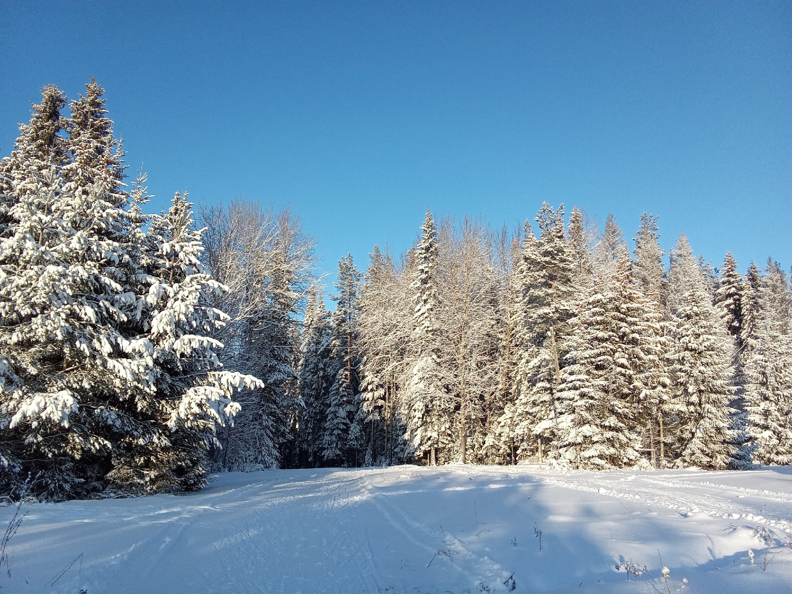 Зимняя сказка от курских лыжников! Зимняя сказка от курских лыжников!