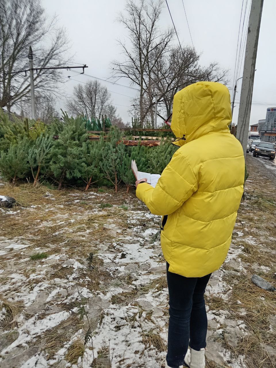 Курск заполонили нелегальные ёлочные базары Курск заполонили нелегальные ёлочные базары