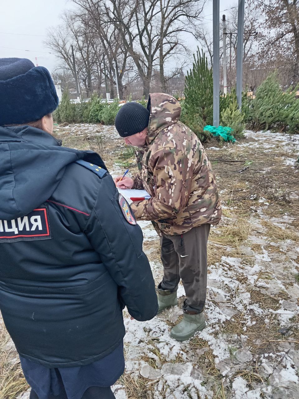 Курск заполонили нелегальные ёлочные базары Курск заполонили нелегальные ёлочные базары