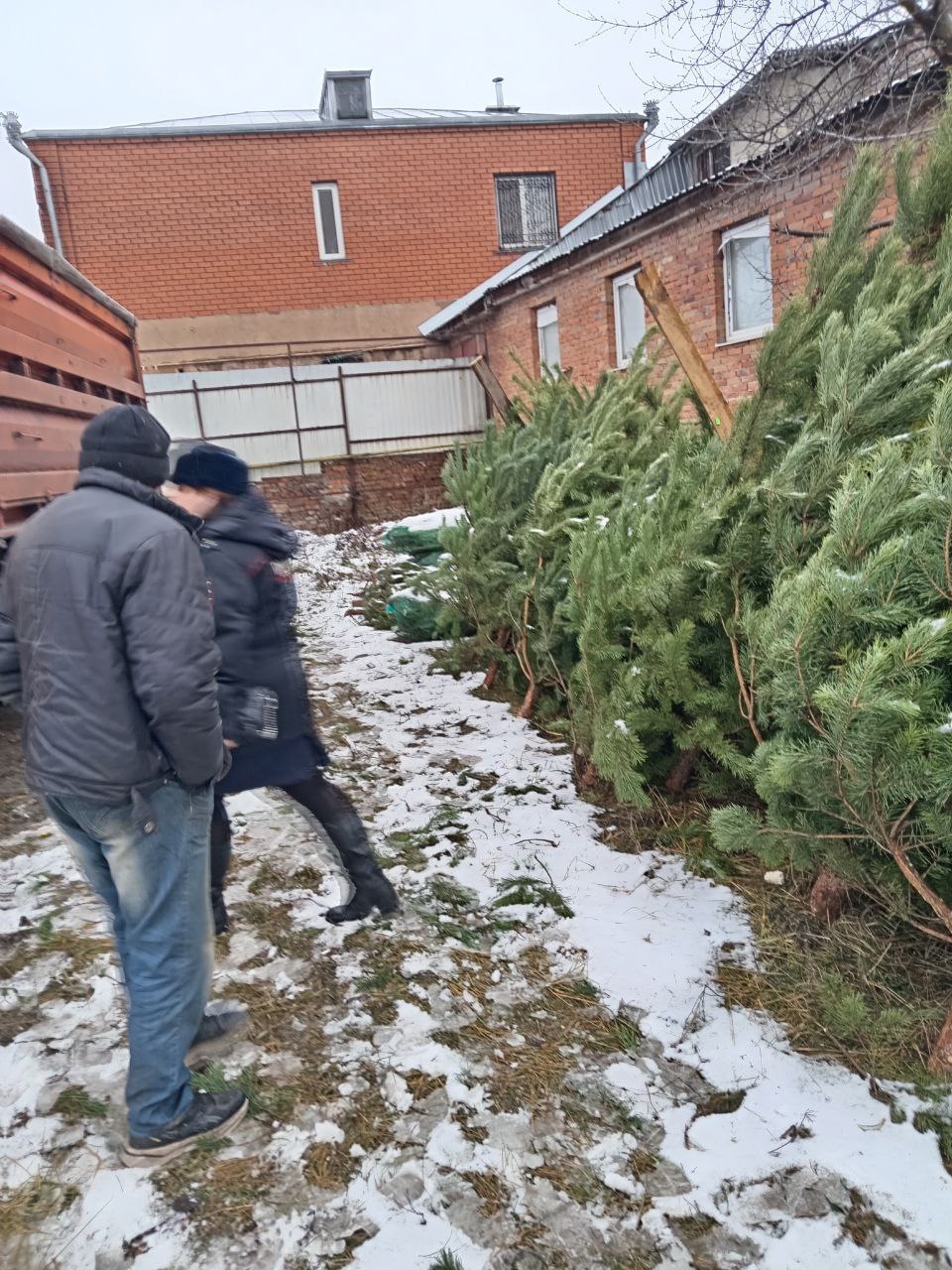 Курск заполонили нелегальные ёлочные базары Курск заполонили нелегальные ёлочные базары