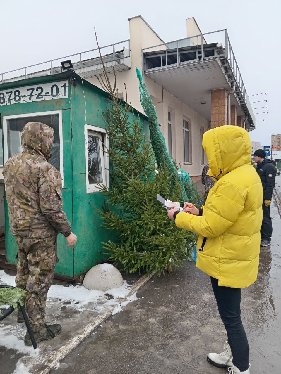 Курск заполонили нелегальные ёлочные базары Курск заполонили нелегальные ёлочные базары