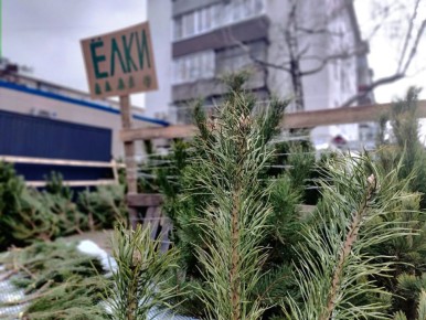 � ��������������� ������ ������ ���� �� ������� �������