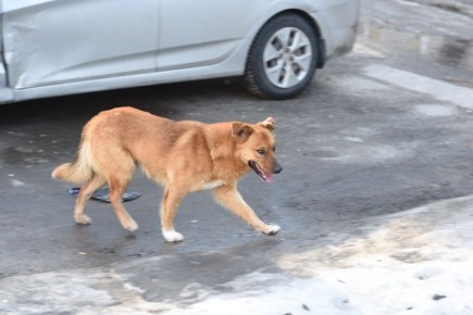 О нападении бродячей собаки на ребёнка в Курске доложат Бастрыкину