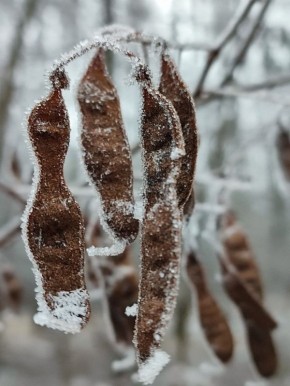 ������ ����, ����������� �����!