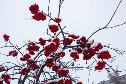 ��������� ������������ �������� � ������� ������� 28 �������