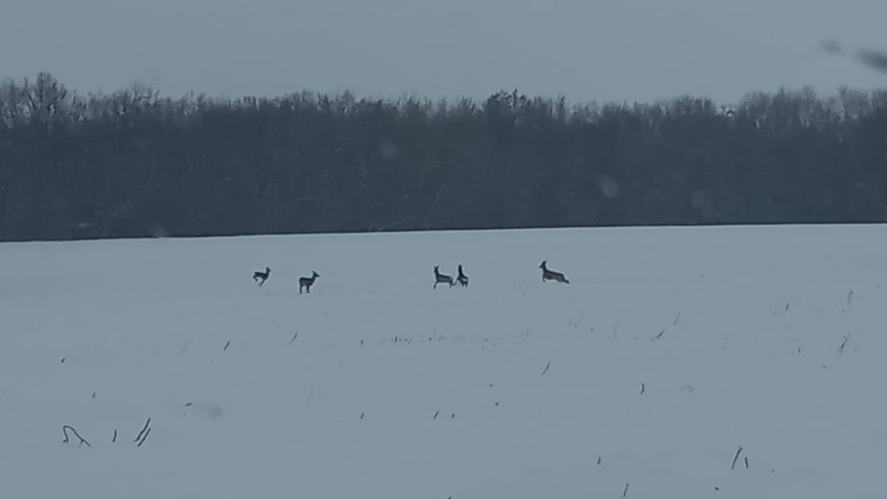 Чем в предновогодние дни занимаются курские косули, рассказали и показали в Курскохотрыбцентре Чем в предновогодние дни занимаются курские косули, рассказали и показали в Курскохотрыбцентре