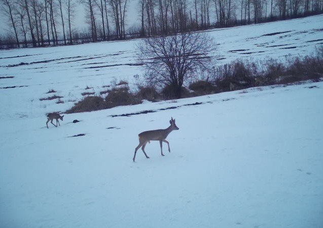 Чем в предновогодние дни занимаются курские косули, рассказали и показали в Курскохотрыбцентре Чем в предновогодние дни занимаются курские косули, рассказали и показали в Курскохотрыбцентре