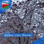 ДОБРОЕ УТРО. Вот и наступил последний рабочий день уходящего года