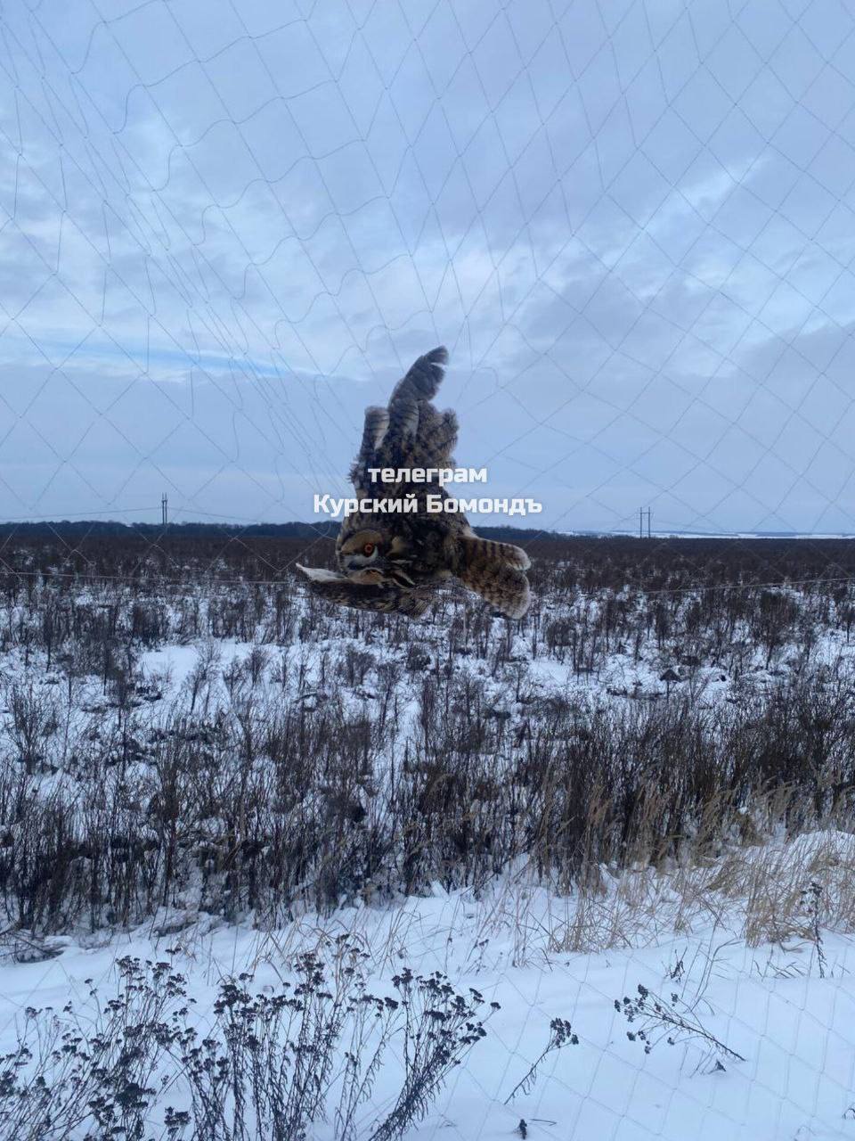 Губернатор Хинштейн поручил спасти птиц, попавших в противодроновые сети Губернатор Хинштейн поручил спасти птиц, попавших в противодроновые сети