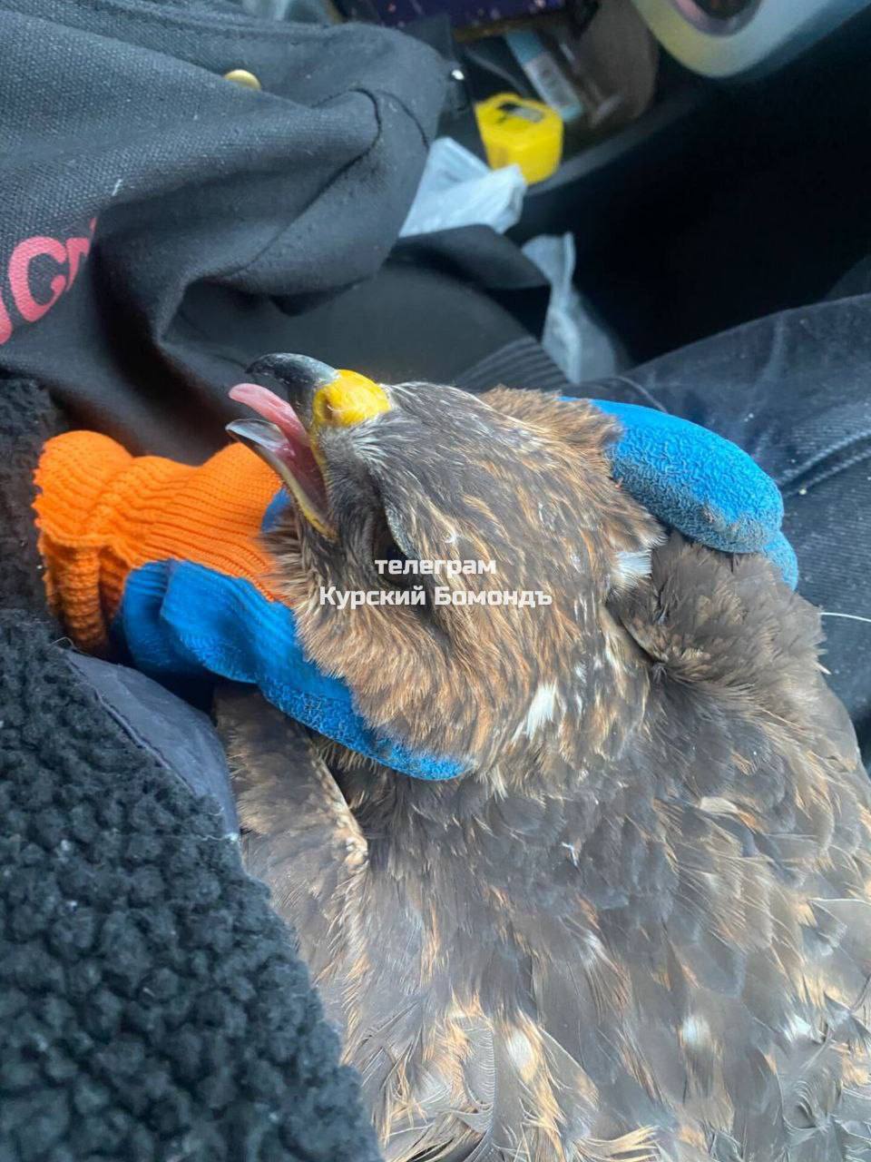 Губернатор Хинштейн поручил спасти птиц, попавших в противодроновые сети