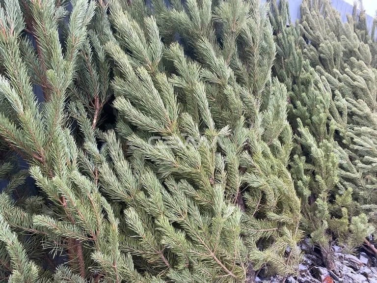 В Курске с 12 января можно будет сдать на переработку новогодние елки